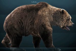 Restoration of the cave bear: Giant Prehistoric Bears