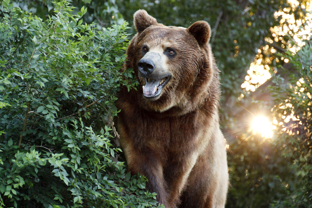Large Grizzly Bear : Facts about bears
