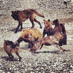 She-bear defending her cubs against a pack of wolves