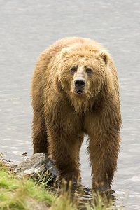The kodiak bear: brown bear subspecies