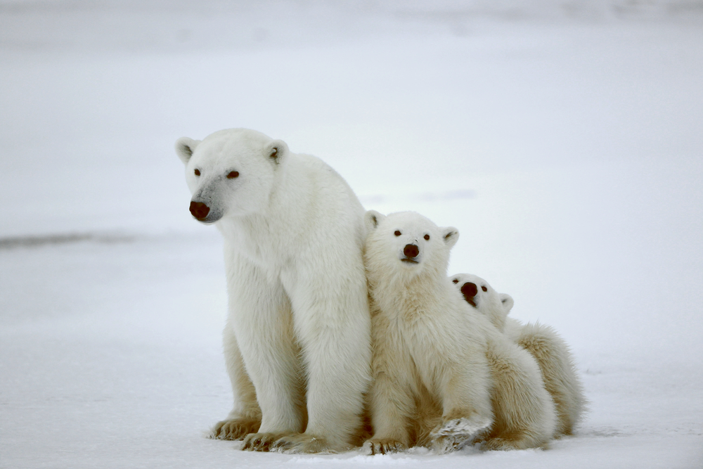 Polar Bear With Cubs: Bear attacks