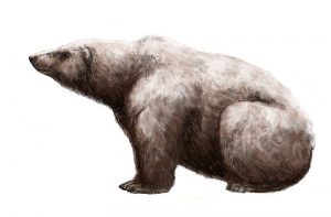 Ursus maritimus tyrannus.jpg