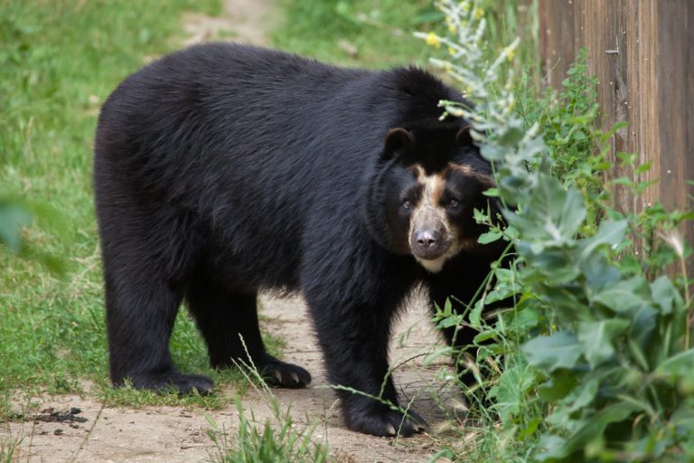 Species Profile: The Spectacled Bear