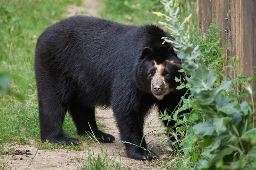 Spectacled Bear Or Andean Bear