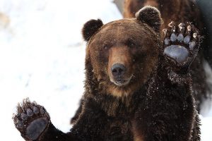 An Ussuri brown bear of Hokkaido