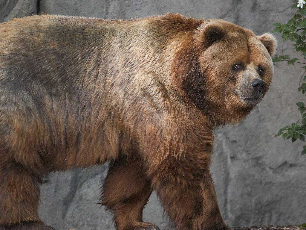 A Kodiak Bear In A German Zoo