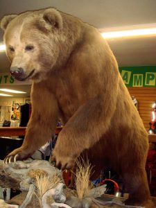A Stuffed Kodiak Bear On Display In A Sports Shop