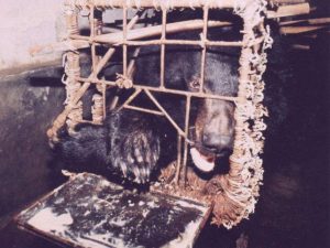 Asiatic Black Bear: Bile Bear Farming