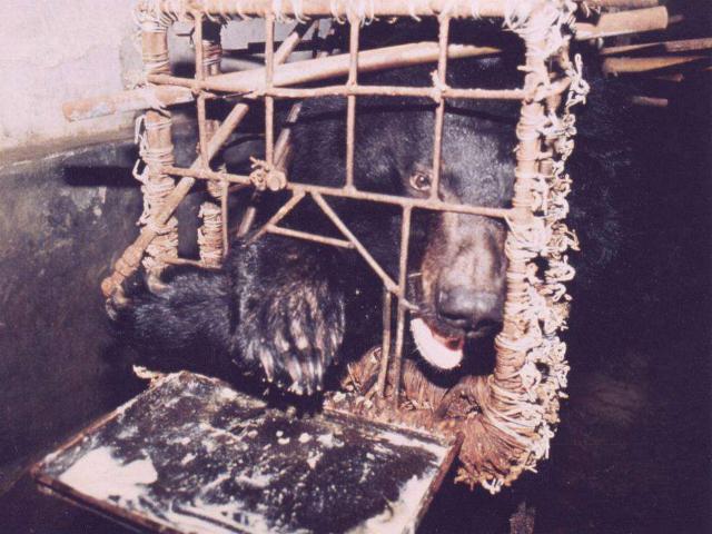 A Look Inside China’s Bear Bile Farming Industry