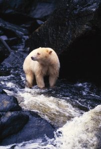 A Kermode Bear With The Distinct Light Colored Fur.