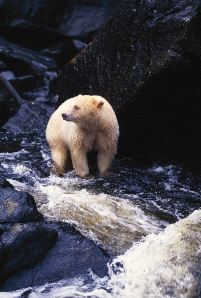 A Kermode Bear With The Distinct Light Colored Fur: See bears in the wild