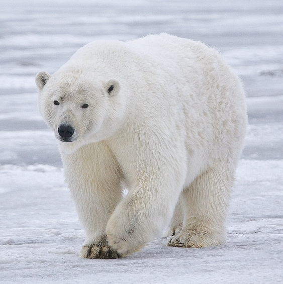 Polar Bear Sow In Alaska