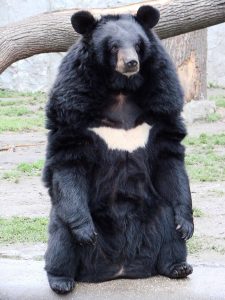 Asiatic black bear: China's Bear Bile Farming