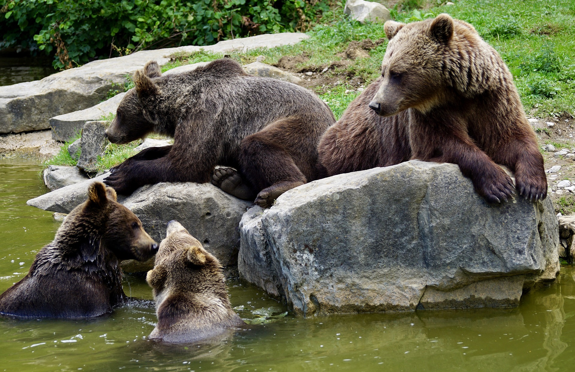 Brown Bears: see bears in the wild