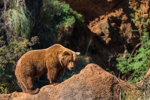 A Cantabrian Bear : See bears in the wild