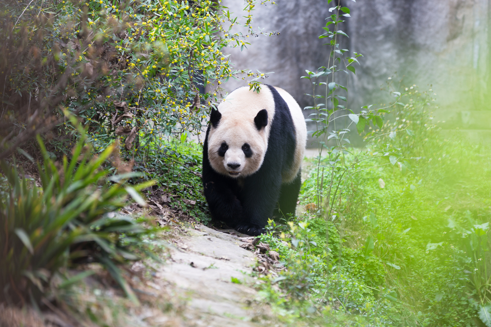 A Giant Panda In Chengdu, China
