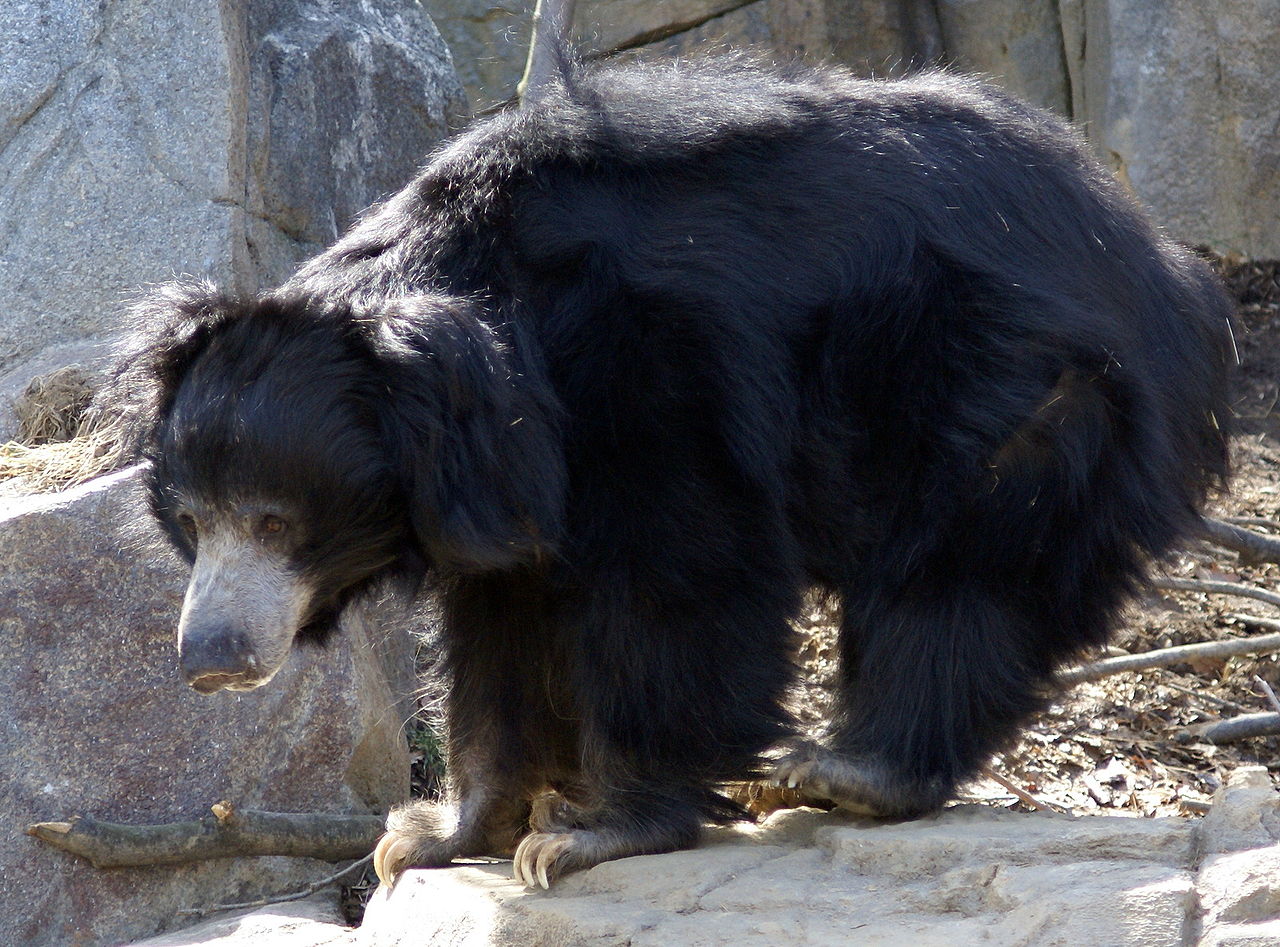 A Sloth Bear At A Zoo In Washington DC