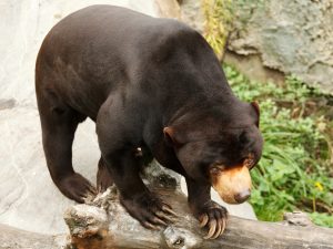 A Sun Bear