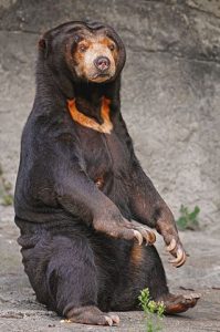 Female Sun Bear at a Zoo