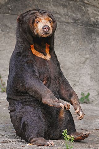 Species Profile: The Sun Bear