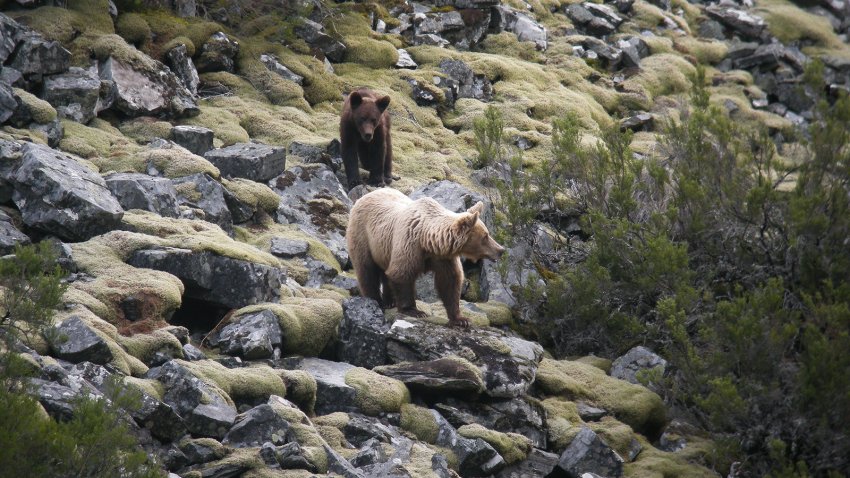 Cantabrian Brown Bear