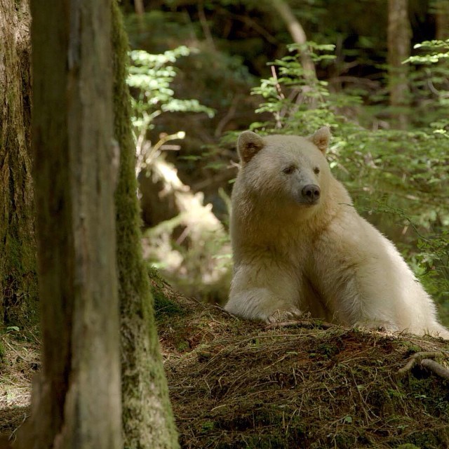 10 Intriguing Facts About The Spirit Bear