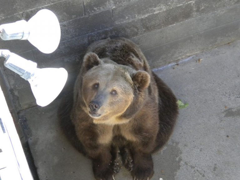 An SOS For The Cherokee Bears Of North Carolina