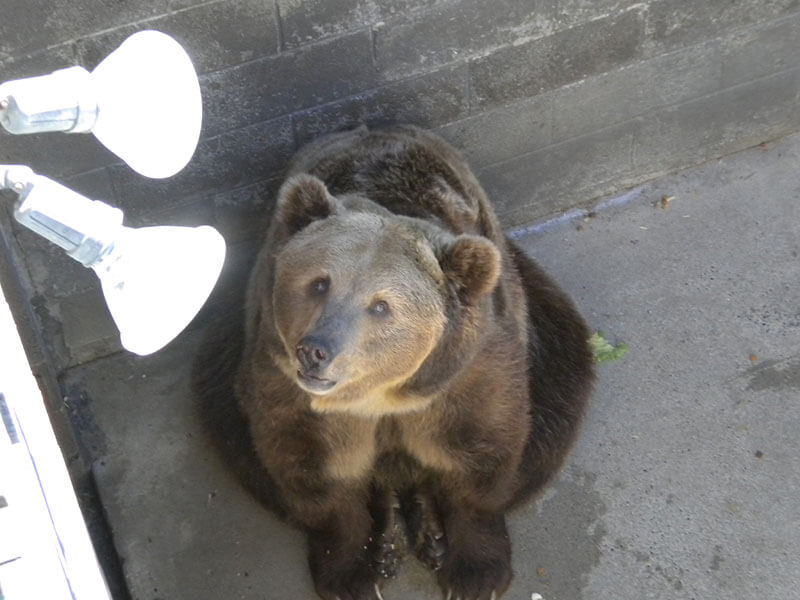 One Of The Cherokee Bears