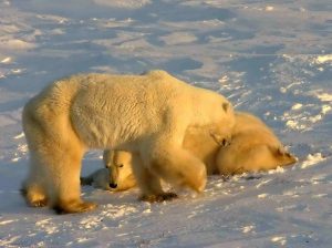 A Couple Of Polar Bears In Churchill