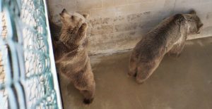 More Cherokee Bears In a Pit