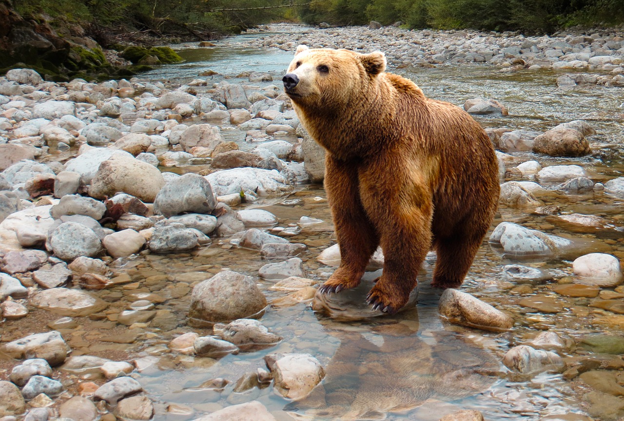 A Bear Sitting In A Stream: Food conditioned bears