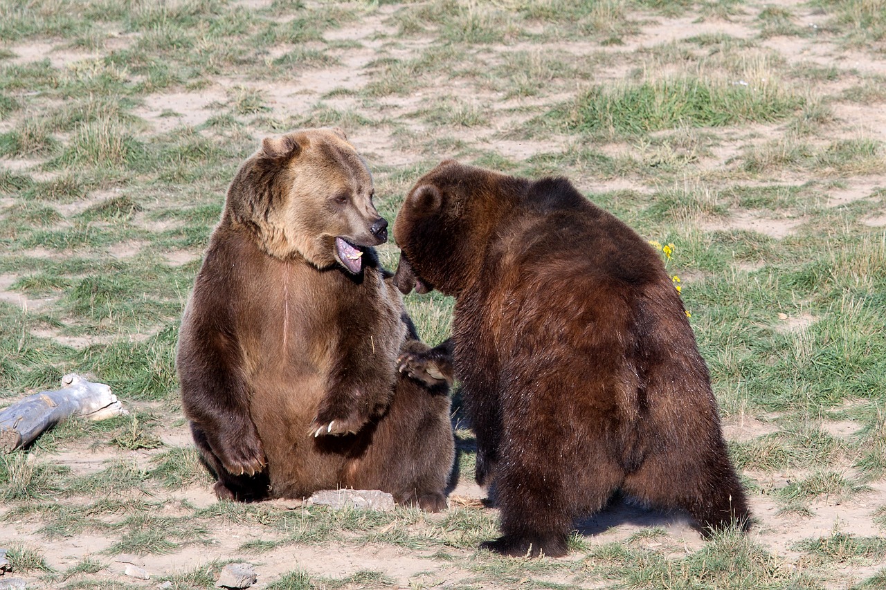 A Couple Of Grizzly Bears: Grizzly Bear Profile