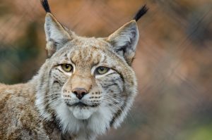 Lynxes and wolves are part of the British bears reintroduction plan