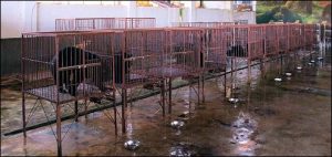A Row Of Caged Bear At A Bile Farm: Asian Market For Bear Parts