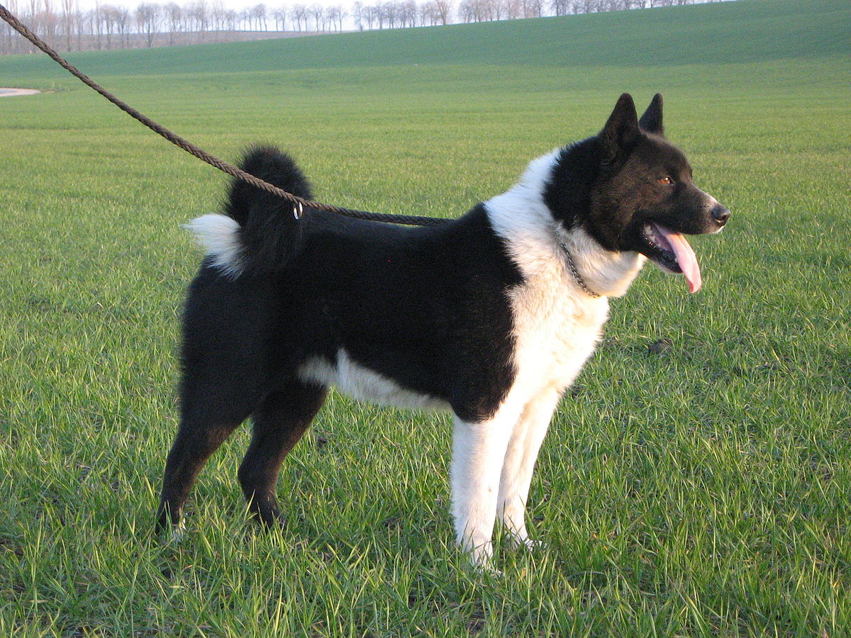 Karelian Bear Dog: Non-lethal bear management