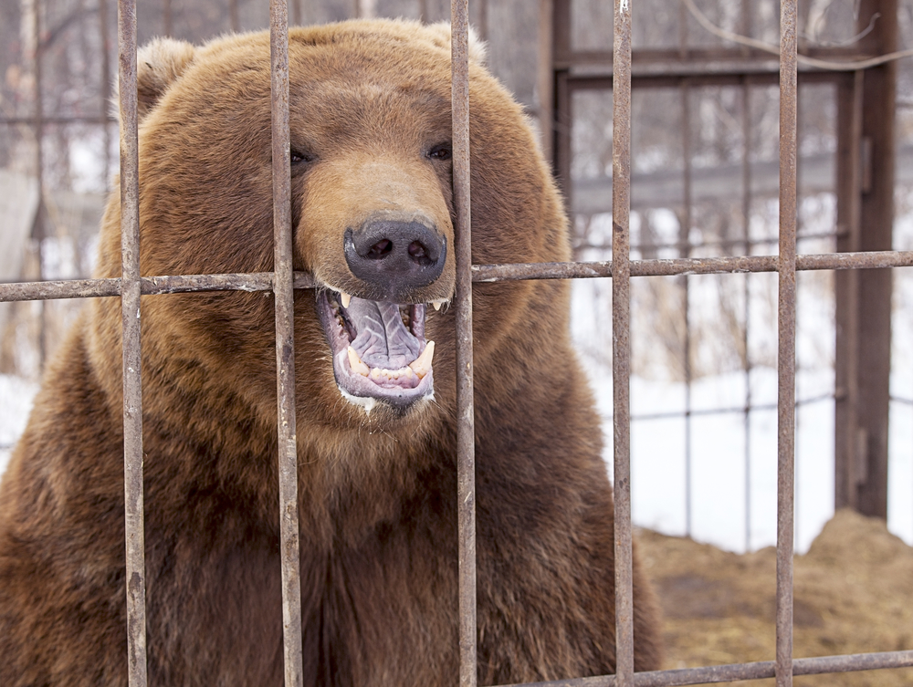 Brown Bear Behind Steel Bars: Bear Sanctuaries