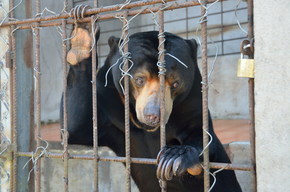 Four Paws Campaign: Bear Bile Farming In Vietnam