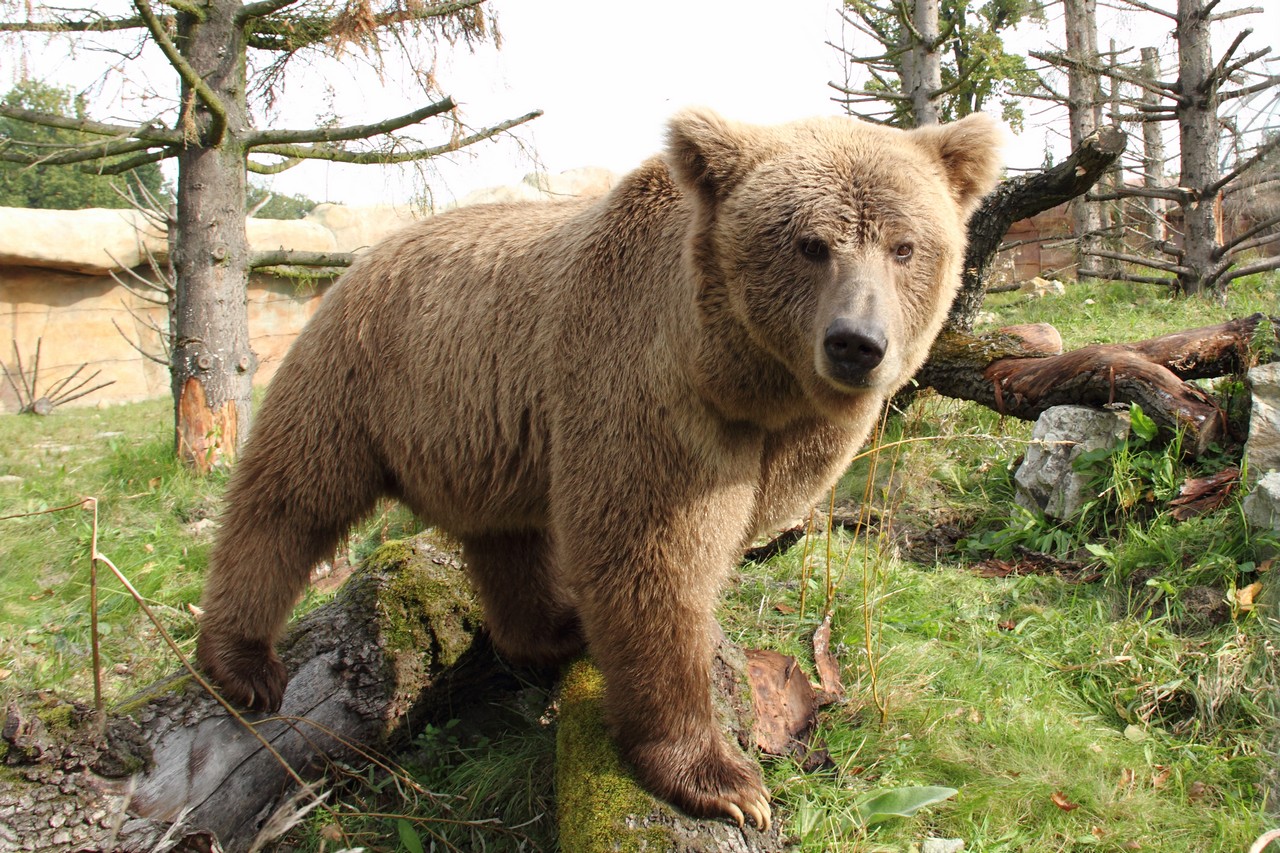 Adult Himalayan Brown Bear At Zoo Hluboka