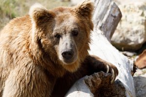 Closeup Of A Himalayan Brown Bear
