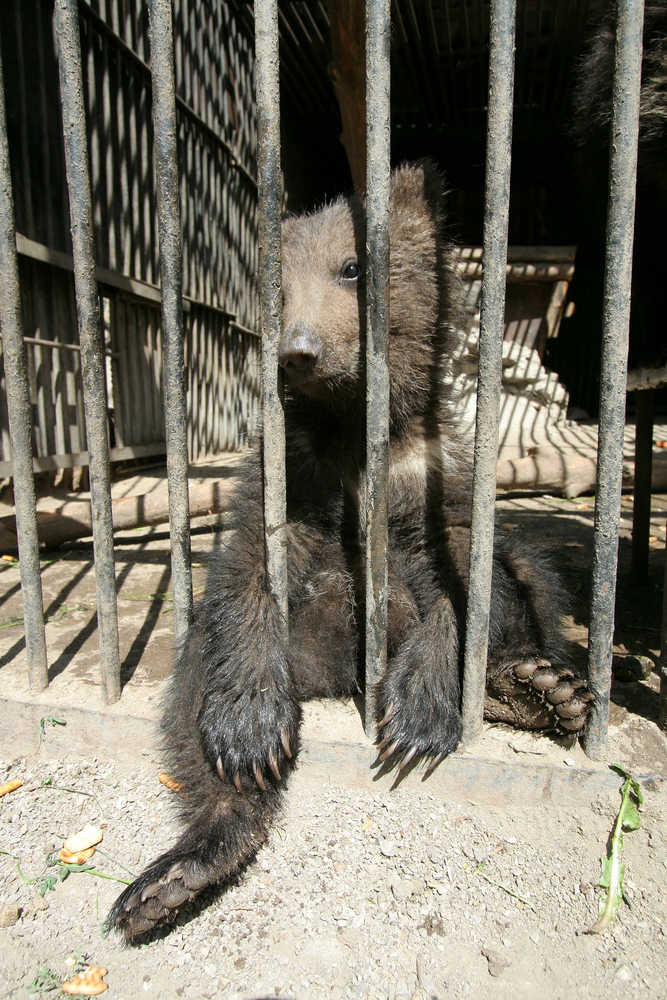 Ending the Harmful Practice of Bear Dancing