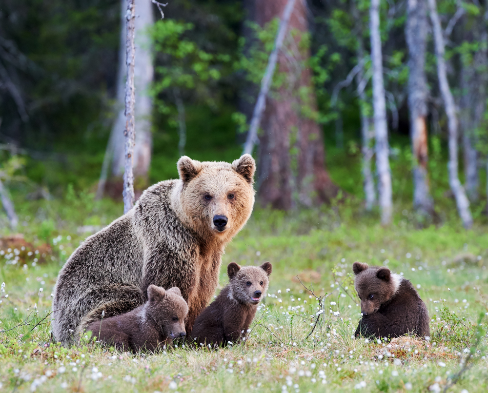 A brown bear protects her cubs; Romanian bear