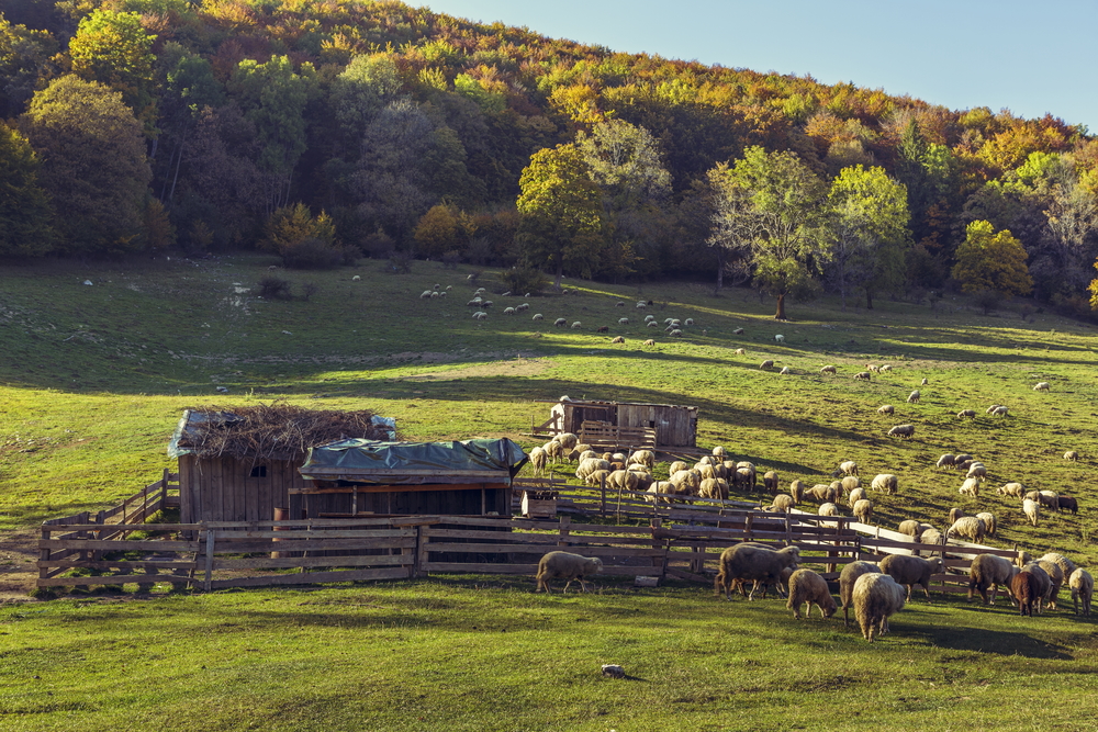 sheepfold and grazing sheep flock: Romanian Bears