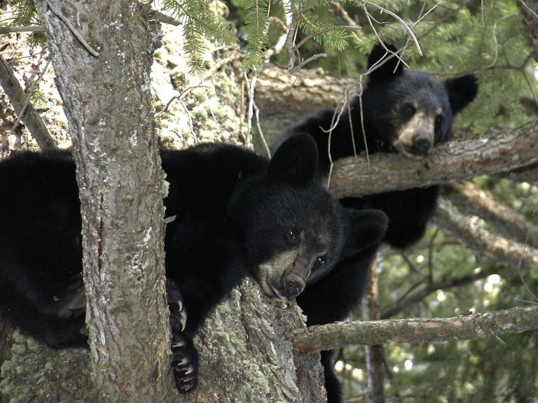 Man Killed Mama Black Bear After Season Ends