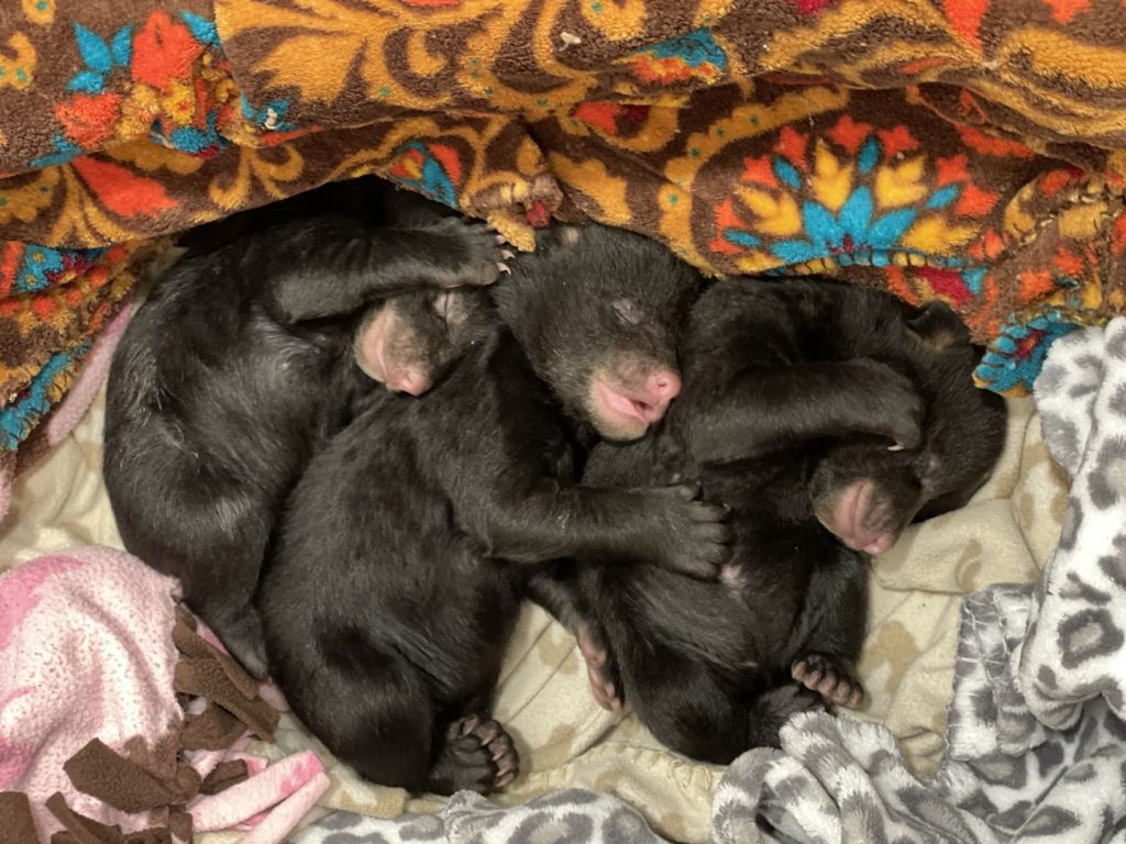 rescued cubs