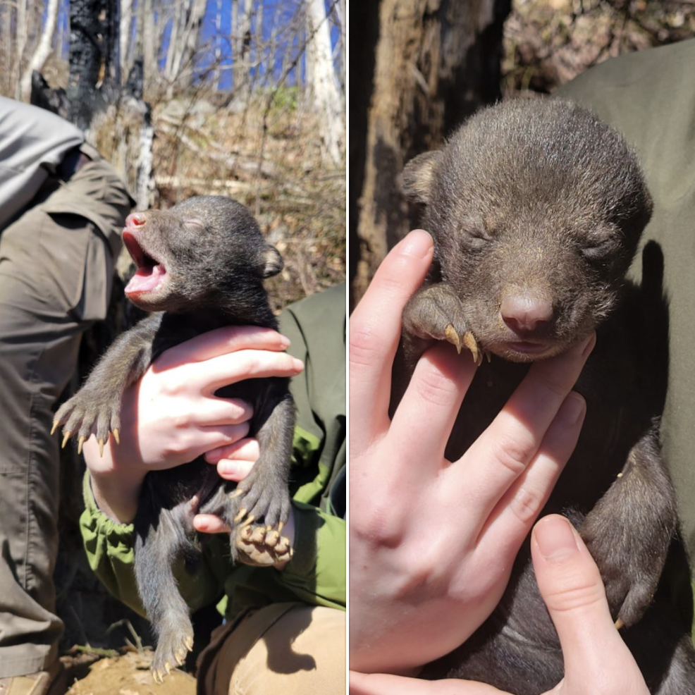 black bear cub