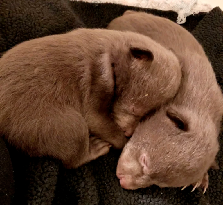 Man Found Guilty of Stealing Bear Cubs