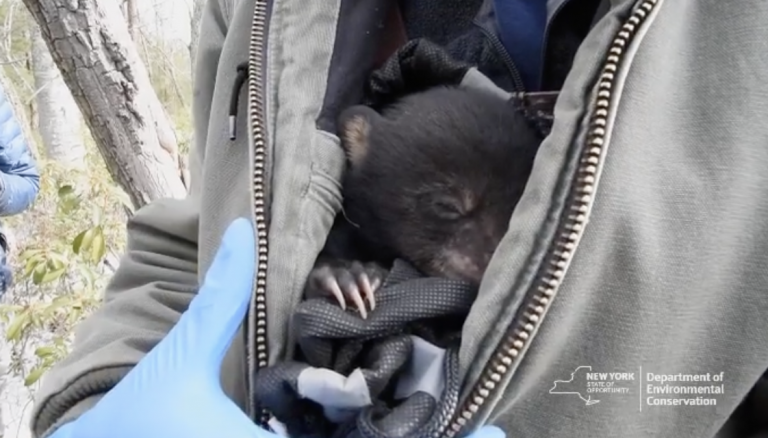 NYDEC Tracks Black Bear Den