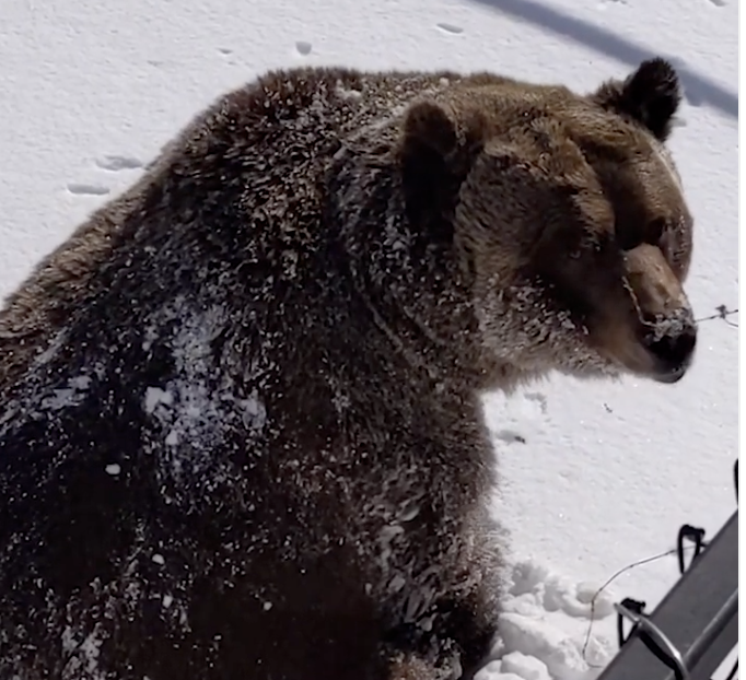 Kicking Horse Mountain Resort Grizzly Bear