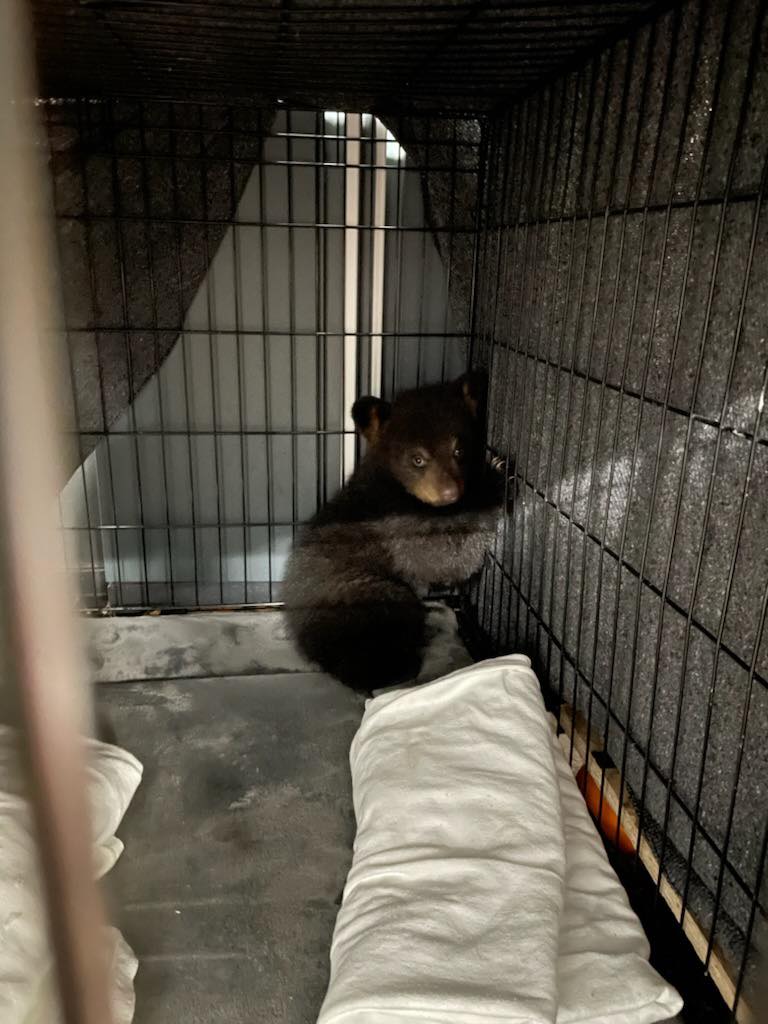 Orphaned Cub Rescued After Car Crash