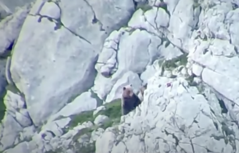 Brown Bear Attacks a Sow and Dies